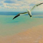 Steve Morantz - Gannet