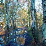Glenn Marshall - Wooded Stream