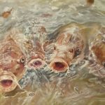 Helen Carter - Carp